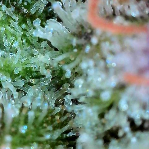Delilah growlog timeline photo