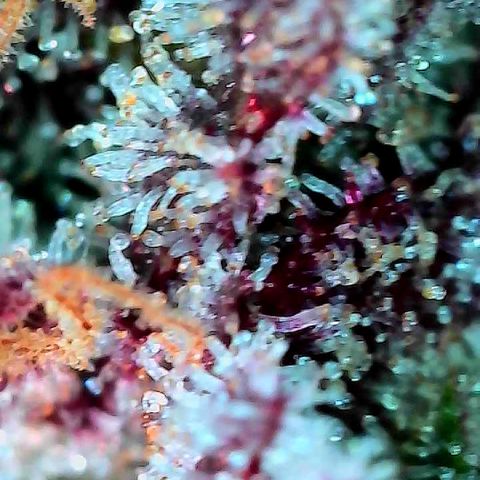 Delilah growlog timeline photo