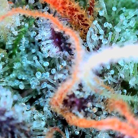 Delilah growlog timeline photo
