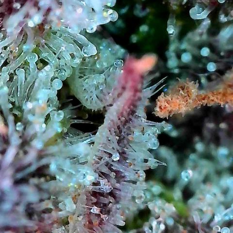 Delilah growlog timeline photo