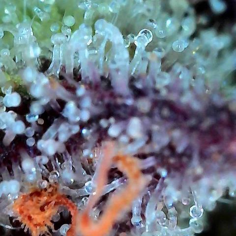 Delilah growlog timeline photo