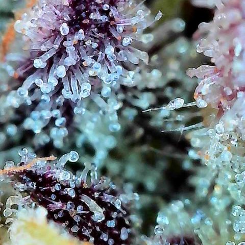Delilah growlog timeline photo
