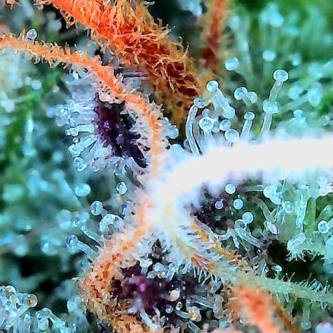Delilah growlog timeline photo