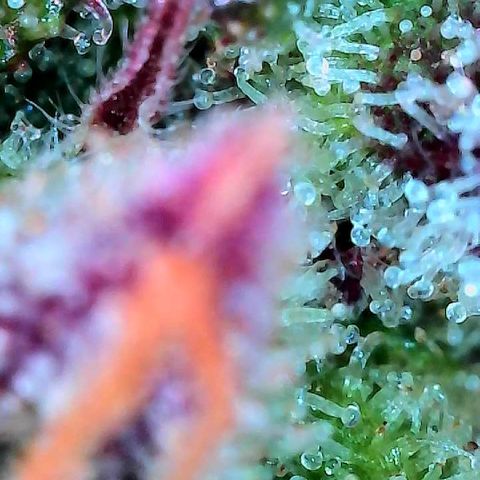 Delilah growlog timeline photo