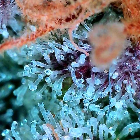 Delilah growlog timeline photo