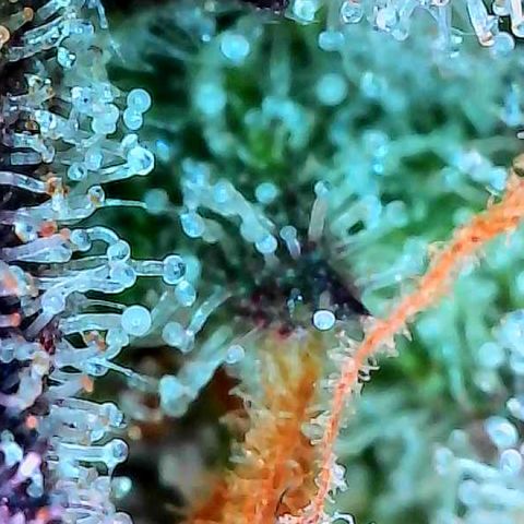 Delilah growlog timeline photo