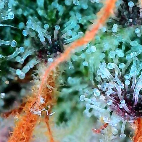 Delilah growlog timeline photo
