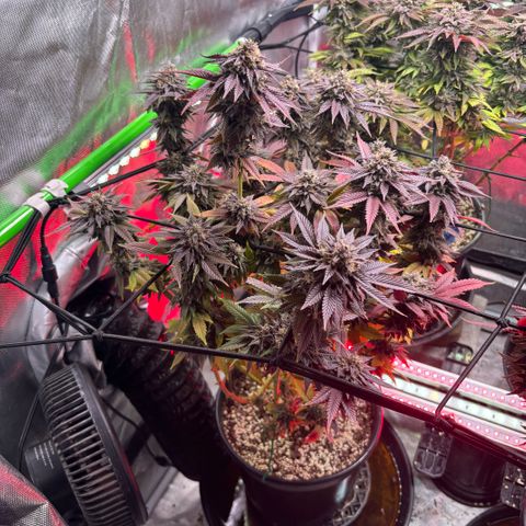 Delilah growlog timeline photo
