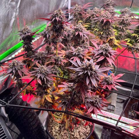 Delilah growlog timeline photo