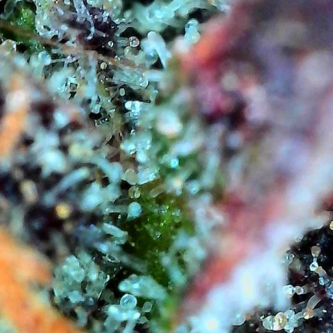Delilah growlog timeline photo