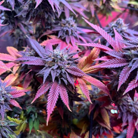 Delilah growlog photo: 2 more days
