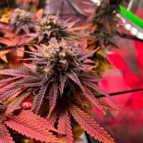 Delilah growlog photo: 2 more days