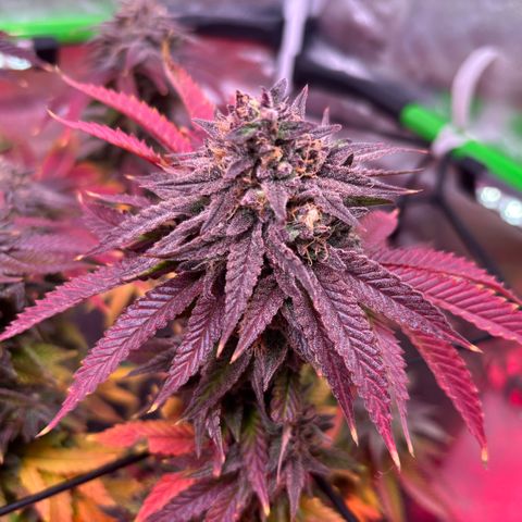 Delilah growlog photo: 2 more days