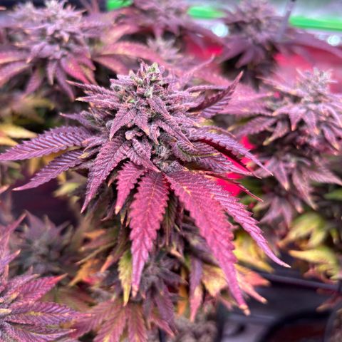 Delilah growlog photo: 2 more days