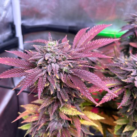 Delilah growlog photo: 2 more days