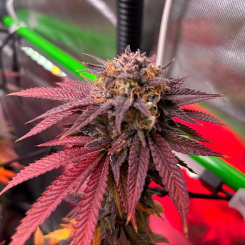 Delilah growlog photo: 2 more days