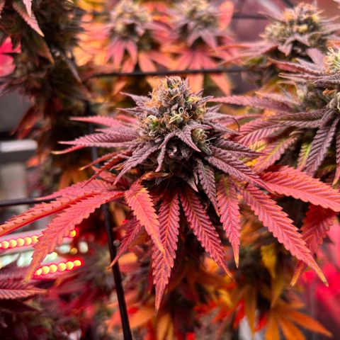 Delilah growlog photo: 2 more days