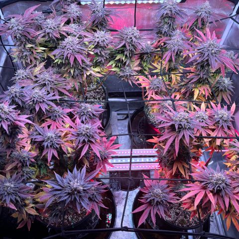 Delilah growlog photo: 2 more days