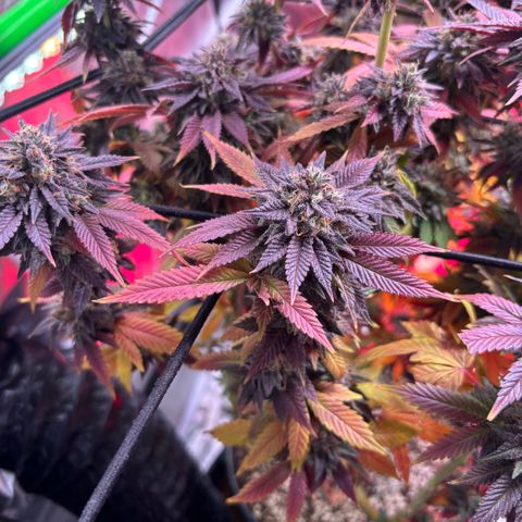 Delilah growlog photo: 2 more days