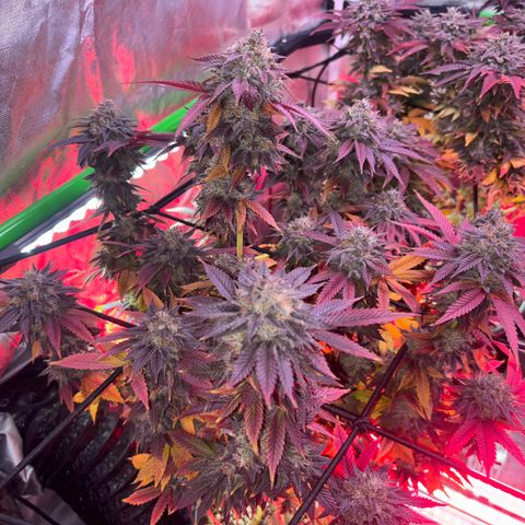 Delilah growlog timeline photo