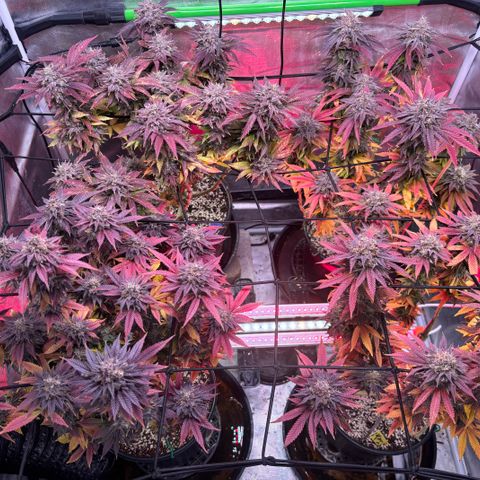 Delilah growlog photo: Harvest tomorrow 