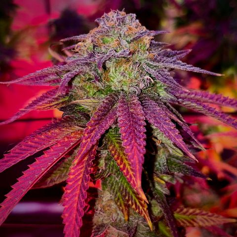 Delilah growlog timeline photo