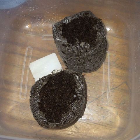 Gorilla Banana growlog photo: Pasadas a jiffys para luego poner en tierra