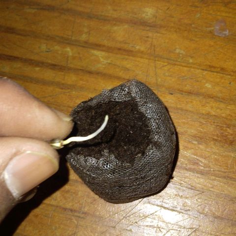 Gorilla Banana growlog photo: Pasadas a jiffys para luego poner en tierra