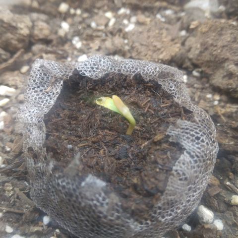 Gorilla Banana growlog timeline photo