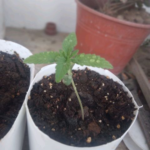 Gorilla Banana growlog photo: Vegetando