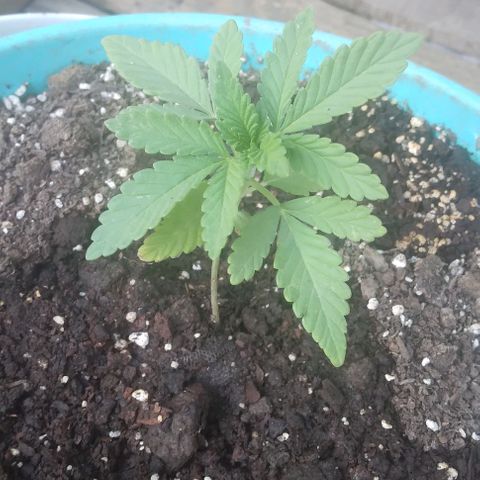 Gorilla Banana growlog timeline photo