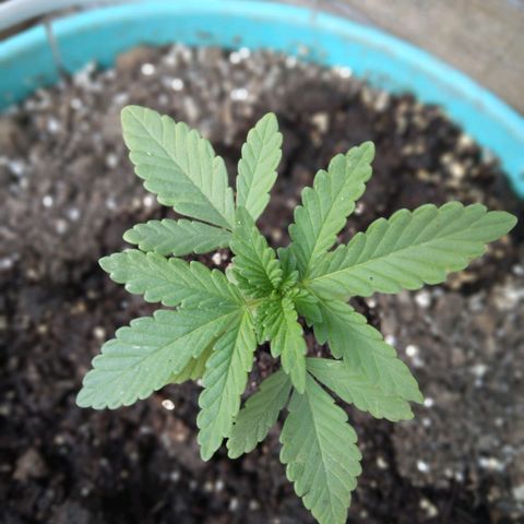 Gorilla Banana growlog photo: Muy linda crece sin problemas