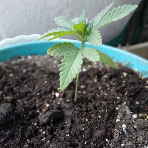 Gorilla Banana growlog photo: Muy linda crece sin problemas