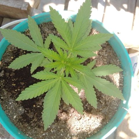 Gorilla Banana growlog timeline photo