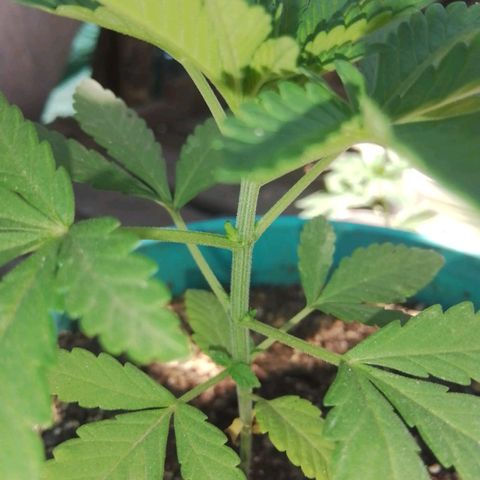 Gorilla Banana growlog timeline photo