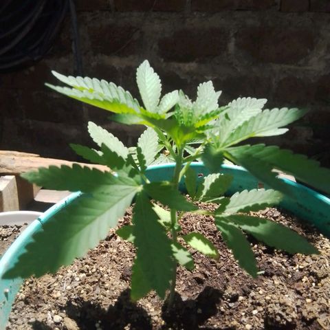 Gorilla Banana growlog timeline photo