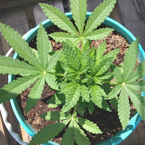 Gorilla Banana growlog photo: Va de maravilla .