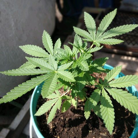 Gorilla Banana growlog photo: Va de maravilla .