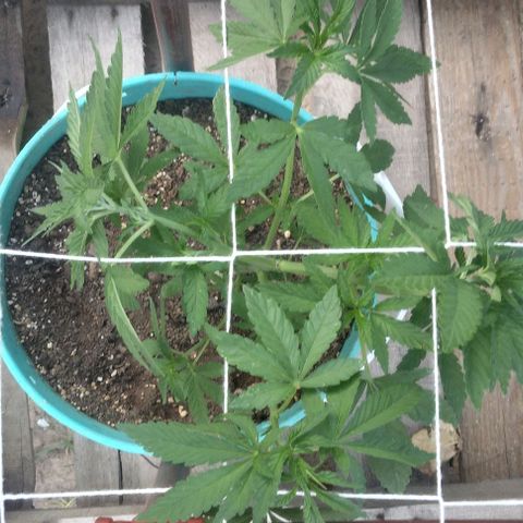 Gorilla Banana growlog photo: Sigue sin problemas