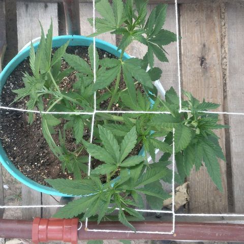 Gorilla Banana growlog photo: Sigue sin problemas