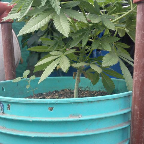 Gorilla Banana growlog photo: Sigue sin problemas