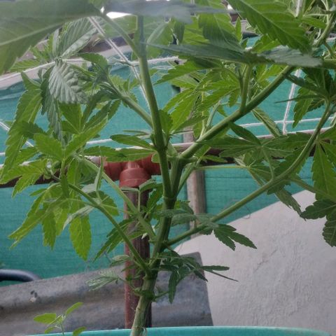 Gorilla Banana growlog photo: Sigue sin problemas