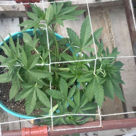 Gorilla Banana growlog timeline photo