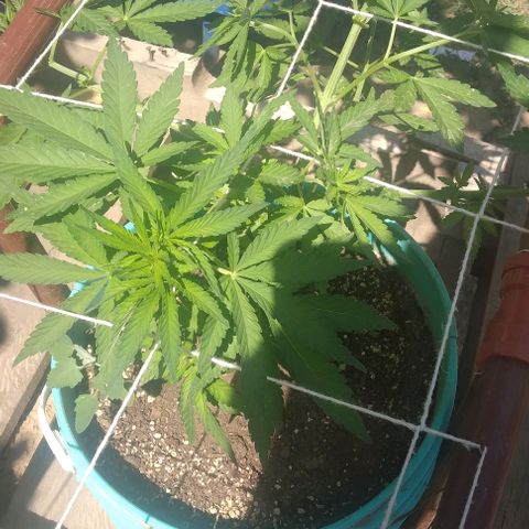 Gorilla Banana growlog photo: Sigue creciendo bien.