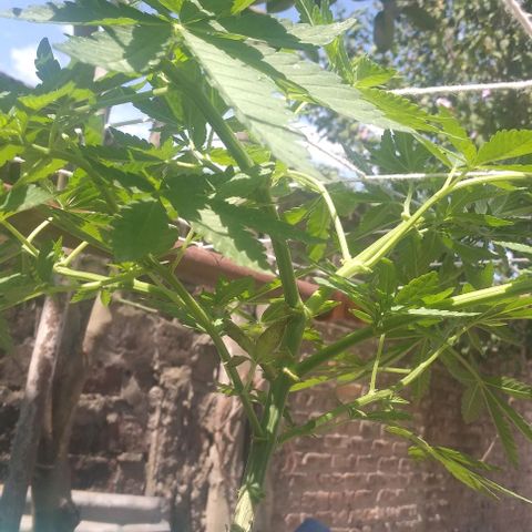 Gorilla Banana growlog photo: Sigue creciendo bien.