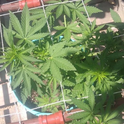 Gorilla Banana growlog photo: Sigue creciendo bien.