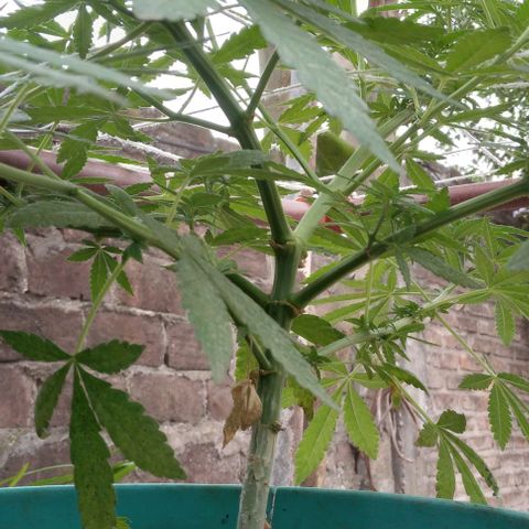Gorilla Banana growlog photo: Entarndo en prefloracion
