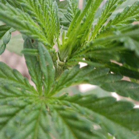 Gorilla Banana growlog photo: Entarndo en prefloracion