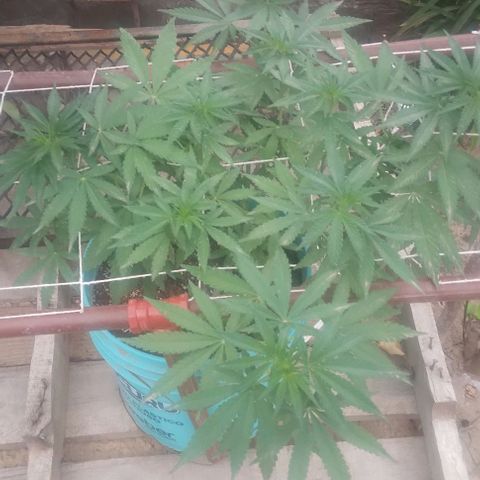 Gorilla Banana growlog photo: Entarndo en prefloracion