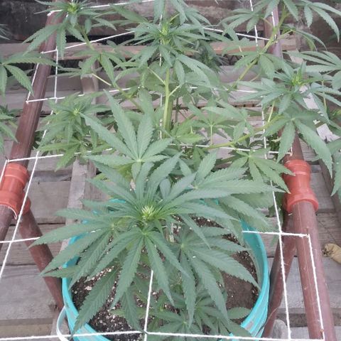 Gorilla Banana growlog photo: Combatiendo trips
Flower star 0,5 x litro 